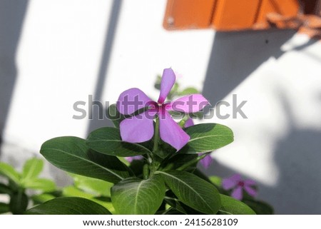 Flower Natural photography on home desktp wallpaper 4k