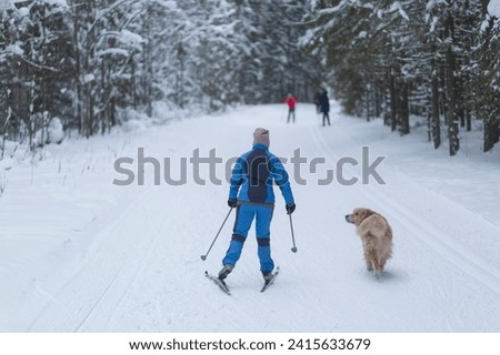 A woman and a dog run together on skis in winter in the park.