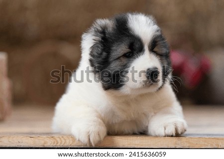 Close-up of a Caucasian shepherd puppy Royalty-Free Stock Photo #2415636059