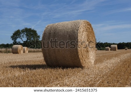 Round straw bales gleam against a blue sky in front of a harvested grain field in the summer in Hesse, Germany.