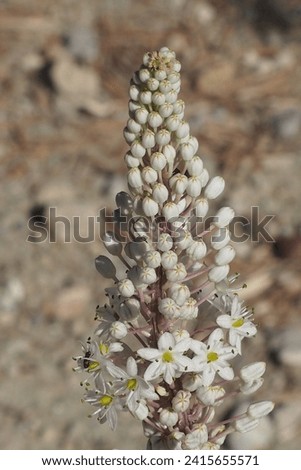 The picture is a makro shot of a flower with a lots of blossoms. Next to the Flowers and on the flower you can see insects. In the Backround there's  a stone Landscape.