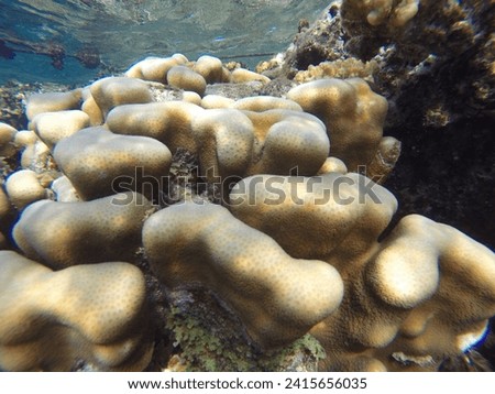 Porites is a genus of stony coral; they are small polyp stony corals. They are characterised by a finger-like morphology. Members of this genus have widely spaced calices, a well-developed wall reticu Royalty-Free Stock Photo #2415656035