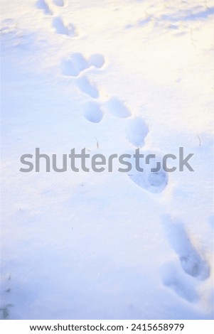 Animal paw prints in white snow.