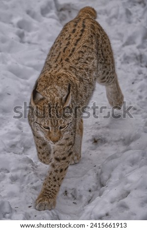 A beautiful Eurasian Lynx is pictured walking through a snow-covered forest surrounded by trees