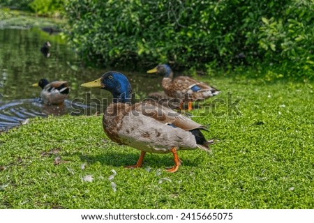 A group of ducks slowly ambling around a tranquil lake, surrounded by lush greenery Royalty-Free Stock Photo #2415665075