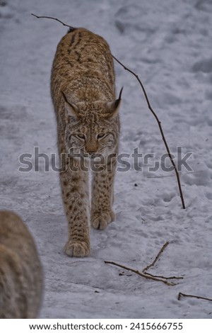 A beautiful Eurasian Lynx is pictured walking through a snow-covered forest surrounded by trees