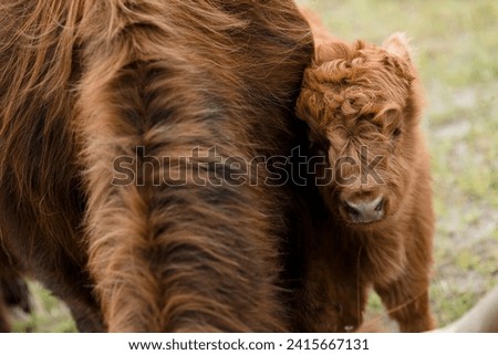 A tender moment: a young Scottish Highland bull calf next to its mother close-up Royalty-Free Stock Photo #2415667131