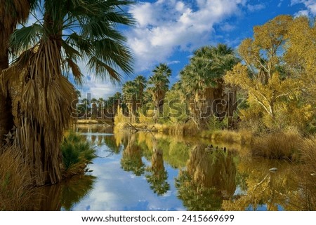 Stately palms and vibrant fall foliage reflect on the still waters of Agua Caliente Park, creating a picture of desert tranquility.