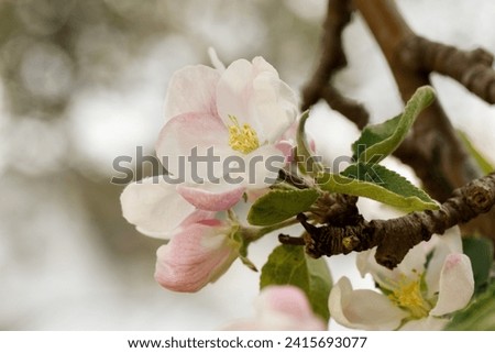 A brown apple tree branch with the first spring flowers.