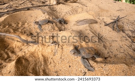 Babys turtles lefting the nest heading towards the sea,São Tomé,prince Island,Africa
