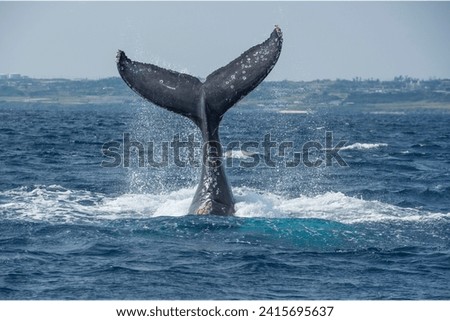Western Gray Whale (Eschrichtius robustus) The western gray whale is a subspecies of the gray whale and is one of the least known and rarest whale populations. They found in the western Pacific Ocean Royalty-Free Stock Photo #2415695637