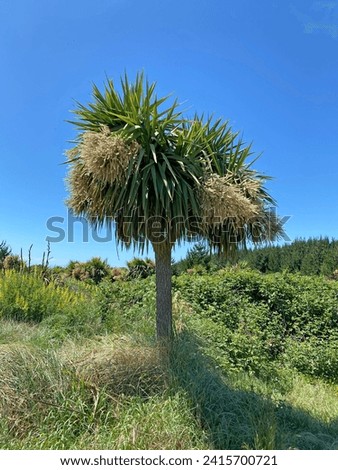 New Zealand Cabbage Tree, tī kōuka, in flower on a blue sky summer day. Royalty-Free Stock Photo #2415700721