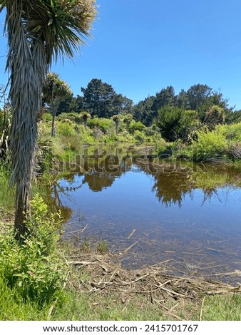 New Zealand Cabbage Tree, tī kōuka, beside a swamp pond on a blue sky summer day. Royalty-Free Stock Photo #2415701767