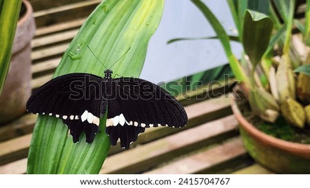 butterfly colors picture insect fly nature green  