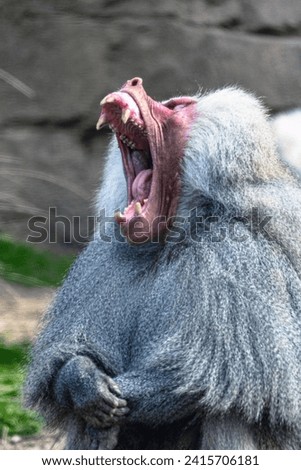 Hamadryas baboon appearing to roar but was actually just yawning