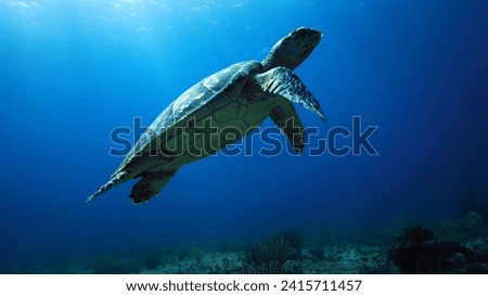 sea ​​turtles swimming across the vast ocean
