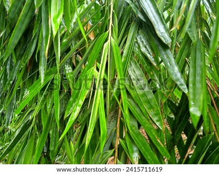 Bamboo, green bamboo leaves in the rain nature background