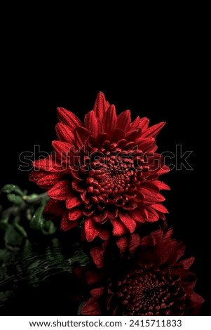 Detailed Close-up photo of red chrysanthemums indoors with water reflection