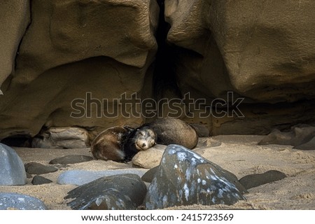 TWO SEALS SLEEPING IN THE SAND AGAINST A OVERHANG FROMT HE CLIFFS AT THE LA JOLLA COVE AND ROCKS IN THE FOREGROUND NEAR SAN DIEGO CALIFORNIA