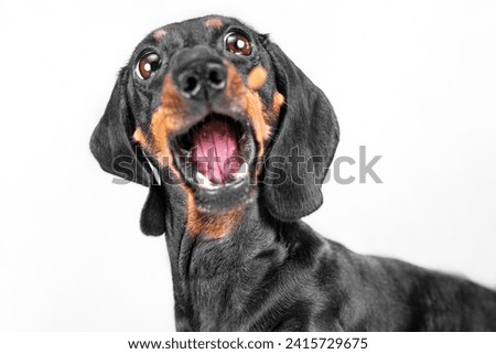 Portrait of dachshund dog with open mouth, bulging eyes screaming in fear, horror Emotional pet surprised by discounts sale Children hysteria, indignation of little monster, grouchy behavior of puppy Royalty-Free Stock Photo #2415729675