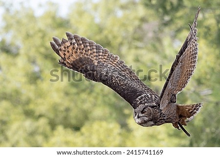 in the middle of the forest there is an owl flapping her wings to fly after its running prey