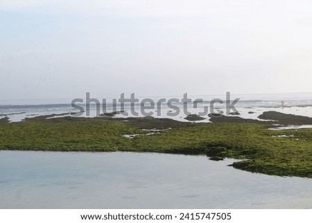 The sea plants on Melasti Beach, Badung, Bali are very beautiful