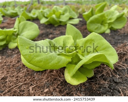 Close up of green lettuce in the vegetable plot, use soil for planting