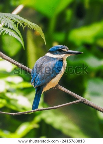 Kotare or Sacred Kingfisher Perched on Branch Royalty-Free Stock Photo #2415763813