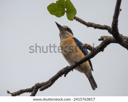 Sacred Kingfisher Looking for Food from Tree