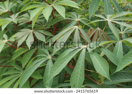 Cassava leaves are green in Latin "Manihot esculanta crantz"