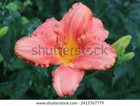 Orange and coral color Hemerocallis South Seas flowers in a garden in July 2022 Royalty-Free Stock Photo #2415767779