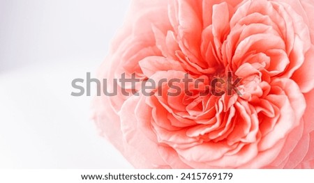 Rose flower macro beautiful pink close up flower