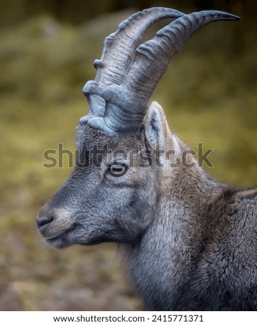 Close-up portrait of a male alpine ibex (Capra ibex). Royalty-Free Stock Photo #2415771371
