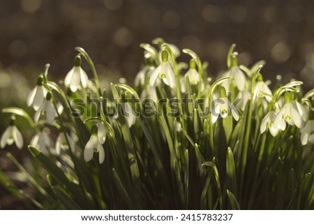 Close-up image of Snowdrop flowers (Galanthus nivalis). White snowdrop flower in spring with four petal leaves. Flowers on a spring morning. First spring snowdrops wake up. Snowdrop or common snowdrop Royalty-Free Stock Photo #2415783237