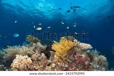 Coral Reefs of the USAT Liberty Wreck, Tulamben, Bali, Indonesia
