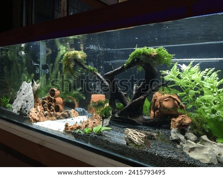 Colorful fish swimming in deep blue water aquarium with green water plants, fountain flowing in the fish tank, My Love Hobby