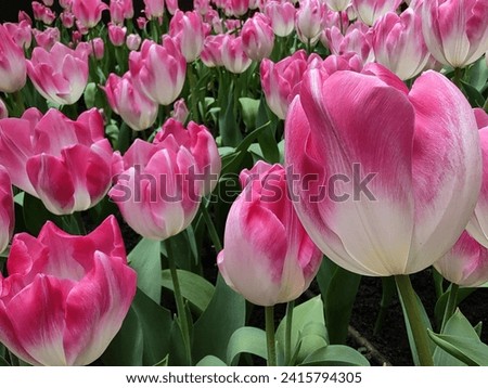 Tulips in garden. Colored blooming tulips. Close up picture of a tulip flower.