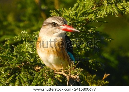 Woodlands Kingfisher in South Africa Royalty-Free Stock Photo #2415800699