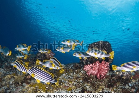Indian Ocean Oriental Sweetlips of the USAT Liberty Wreck, Tulamben, Bali, Indonesia Royalty-Free Stock Photo #2415803299