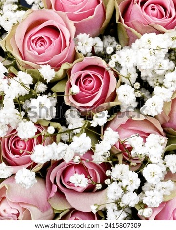 Flower picture beautiful image high quality picture wallpaper flower picture 