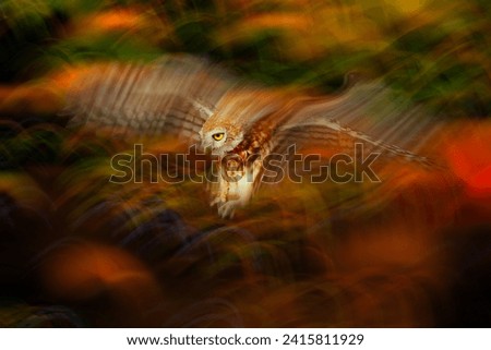 An owl flying in autumn colors. Colorful nature background. Little owl.
