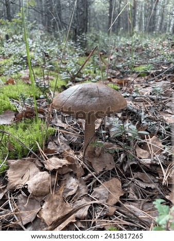 A picture of a mushroom, warm summer day, branches, brown hat