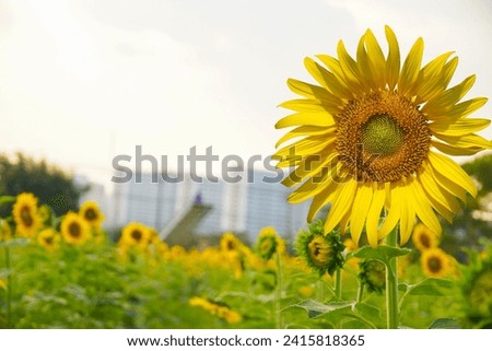 Sunflower fields on summer, Sunflower background.