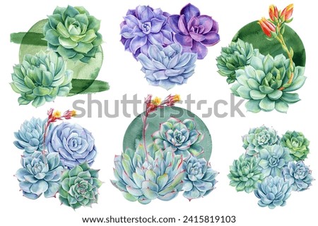 Succulents set bouquet, echeveria watercolor painting. illustrations isolated white background, green plants composition