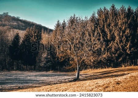 Winter sleeping forest in Slovakia. Majdan. January 2024