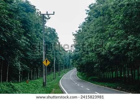 country road with trees beside, green lush forest with asphalt road in the middle, road to the nature concept