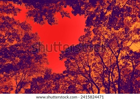 Beautiful trees in forest and red sky, autumn scenery, natural background for text, colored photo