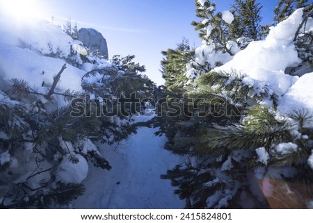 Scenic image of spruces tree. Frosty day, calm wintry scene in the Carpathian mountains. Explore the beauty of earth. Tourism concept. Happy New Year!