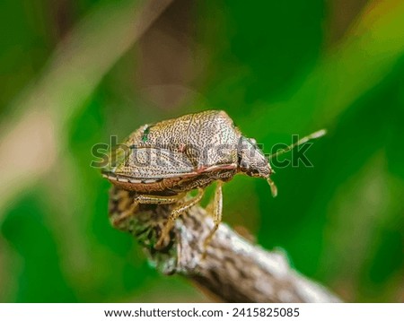 A shield bug (Peribalus strictus) is resting on a twig with a blurred background