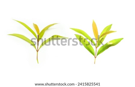 Fresh green narrow leaves isolated on white background Royalty-Free Stock Photo #2415825541